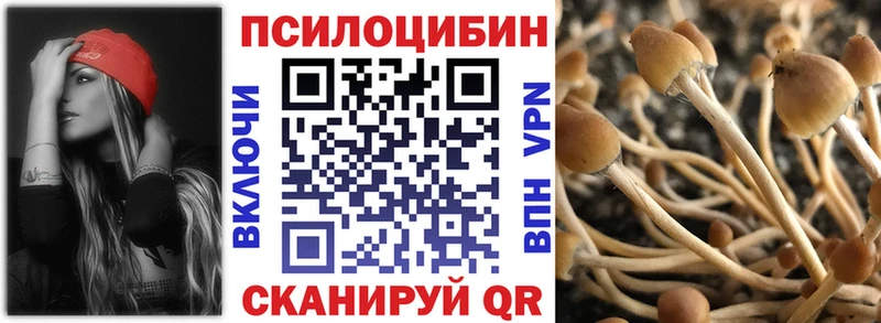 купить   Губкинский  Псилоцибиновые грибы Cubensis 